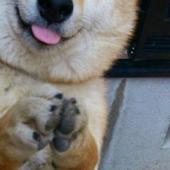 DOGE4LIFE