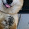 DOGE4LIFE