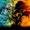 DALLA TRANCE