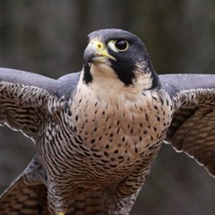 Dean Falcon 2
