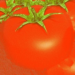 les tomates amplifiées