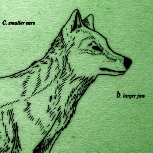 coywolf’s avatar