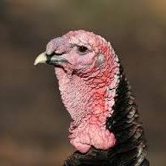turkeyscrotum
