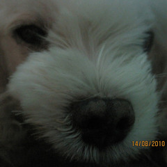 Heng C.L