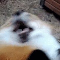 iamnottheonelol