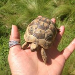 من هنا وهناك