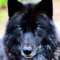 howling wolves