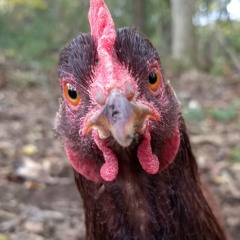 Crazy Chicken