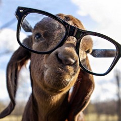 HAMMMY OF THE SPAMMMMMMY