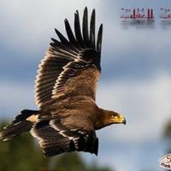 M.wahba