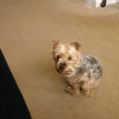 Get stick bugged lol