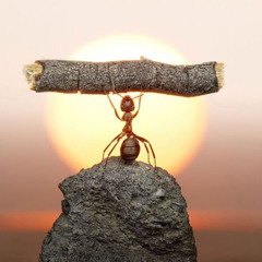 Praise the Sun