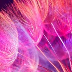 رحيق الولاية