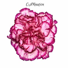 Carnation