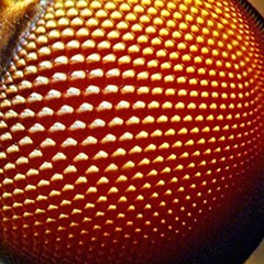 Macro