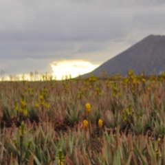 louise volsted Pedersen