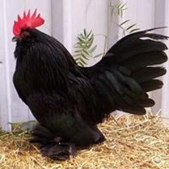 Ibanez Coq