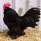 Ibanez Coq