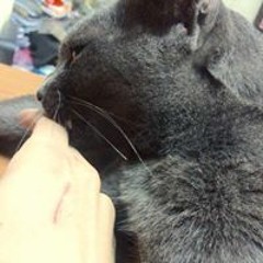 menkorat
