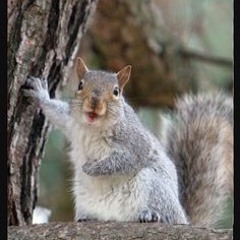 herbert