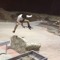 Hardflip Wilmer
