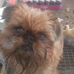 Niels Kumar Vestergaard