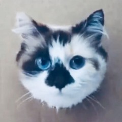 opie _Animations/gaming