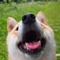 lawnzie dogchow