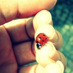 ladybird