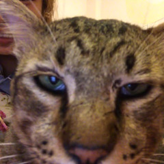 ภาณุพงศ์ โฆษะบดี