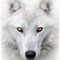 white wolf8906