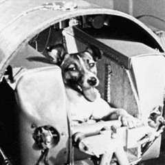 what breed was laika the spacedog