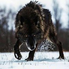Мохьмад Ботай