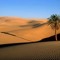 Sahara tracks