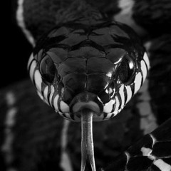 ISsnake