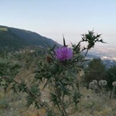 مجتبى السيد