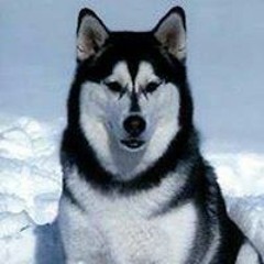 Cosmin Laurentiu Muresan