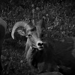 Cubes'Fer'Foools/Avin Newswanger