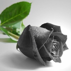 TheBlackRose
