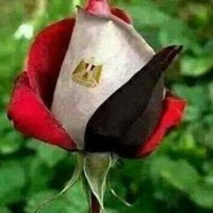 Amany Abdeloahab