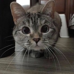meomeo