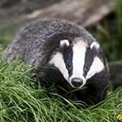 Forest Dwelling Omnivorous Mammal