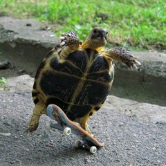 skate turtles