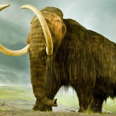 Muziker Mammoth