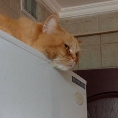 Kat