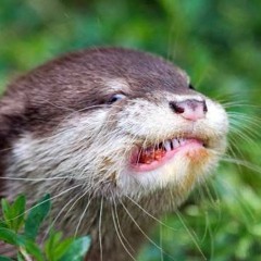 Otterboy