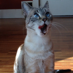 Tiffany Allmandinger