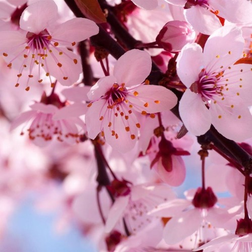 CherryBlossom’s avatar