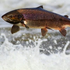 Salmon🐟