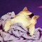 Chill Doggo